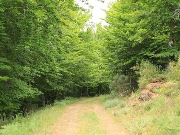 Reviso dos Planos Municipais de Defesa da Floresta Contra Incndios